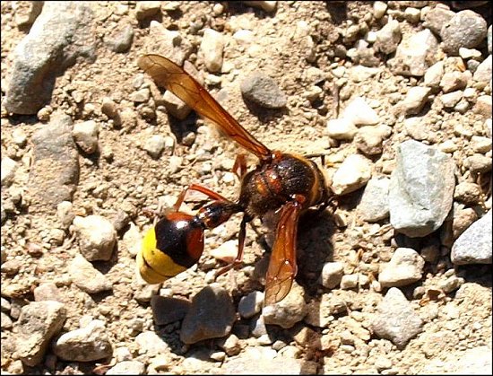 Delta unguiculatum 1