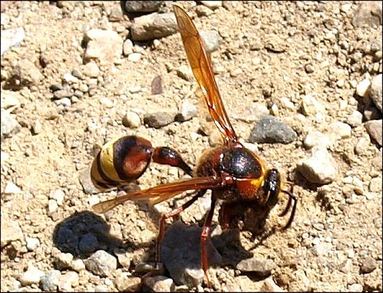Delta unguiculatum 2