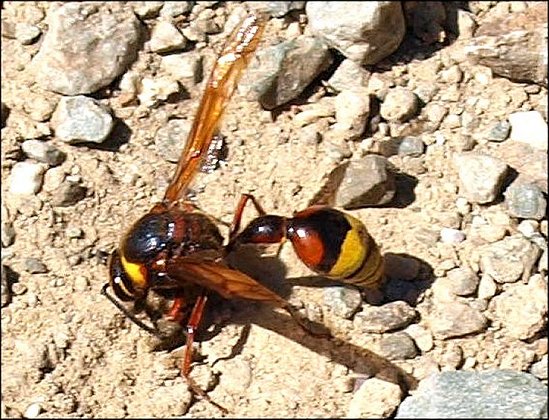 Delta unguiculatum 3