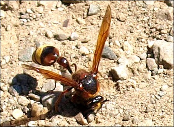 Delta unguiculatum 4