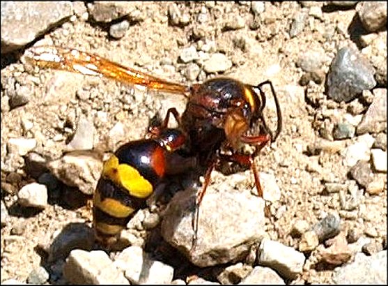 Delta unguiculatum 5