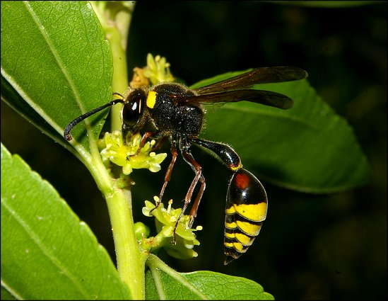 Delta inguiculatum 6
