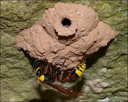 Delta unguiculatum 7