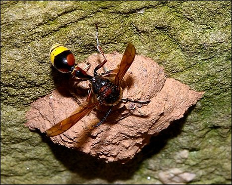 Delta unguiculatum 8