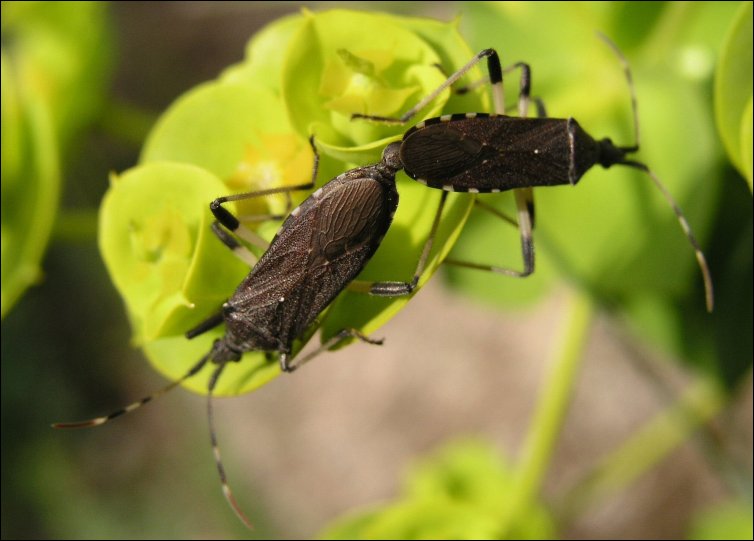 Dicranocephalus 3