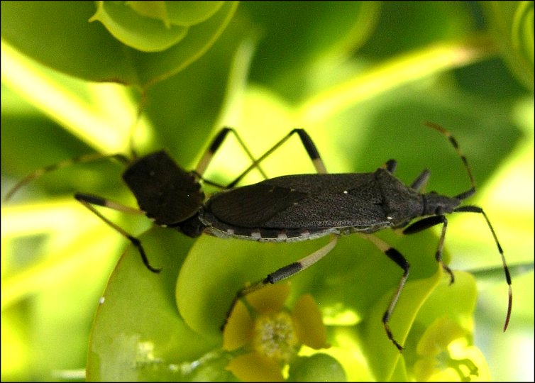 Dicranocephalus 4