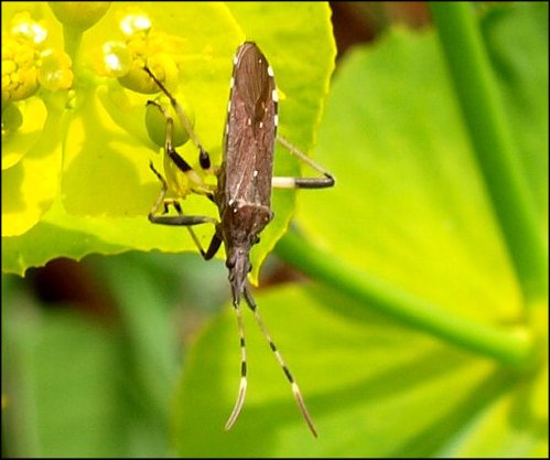 Dicranocephalus agilis 2
