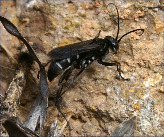 Dicyrtomus cingulatus 1