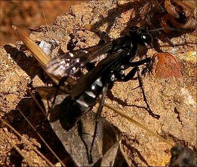 Dicyrtomus cingulatus 2