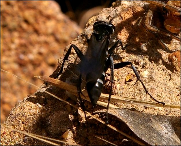 Dicyrtomus cingulatus 3