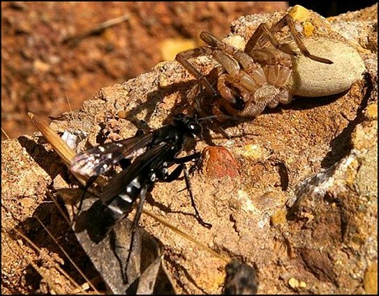 Dicyrtomus cingulatus et proie 1