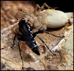 Dicyrtomus et proie