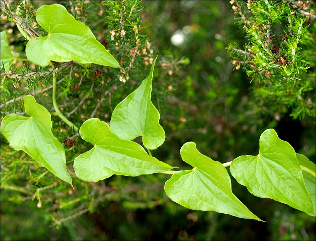 Dioscorea communis 1