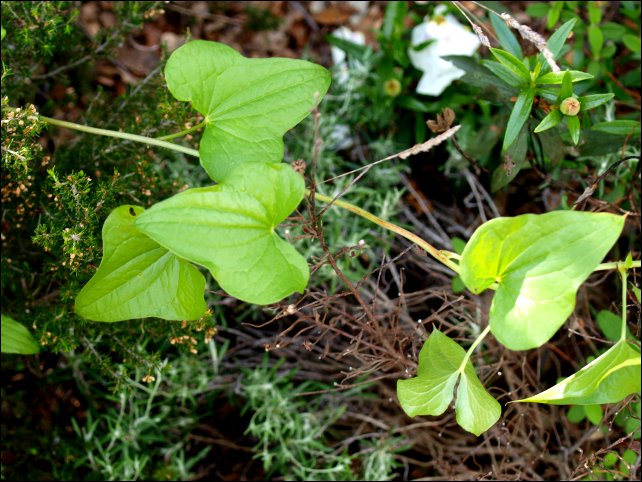 Dioscorea communis 2