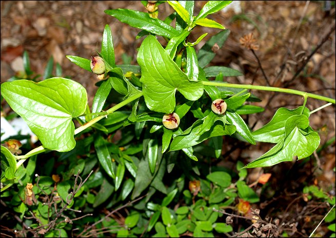 Dioscorea communis 3