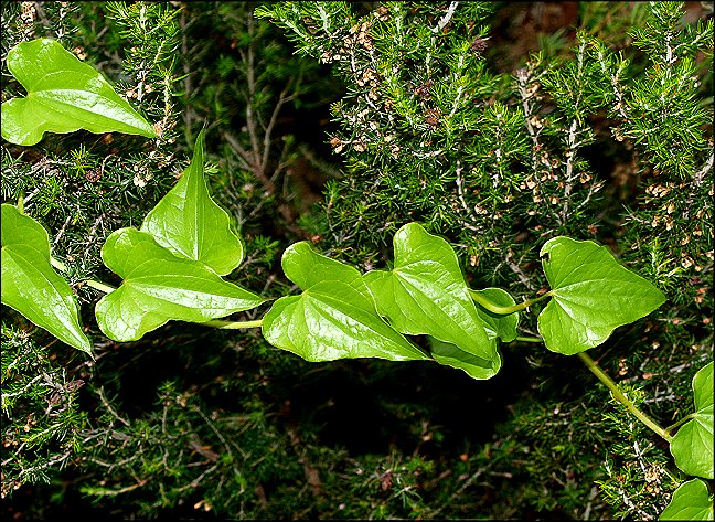 Dioscorea communis 4