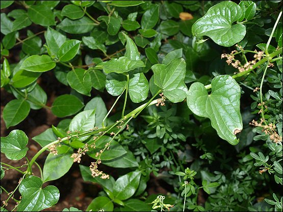 Dioscorea communis 5