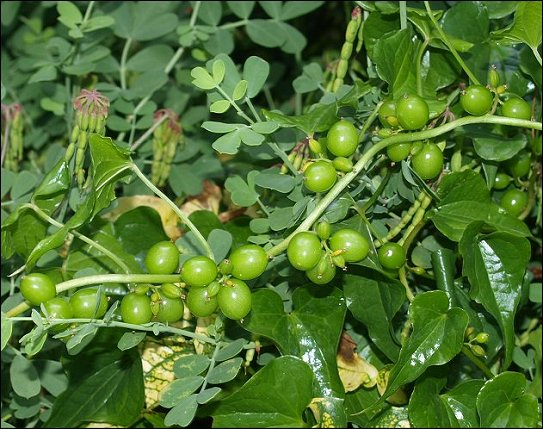 Dioscorea communis 7