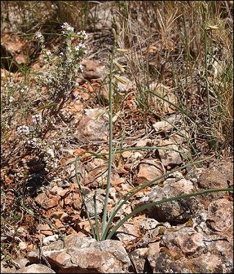 Dipcadi serotinum 1