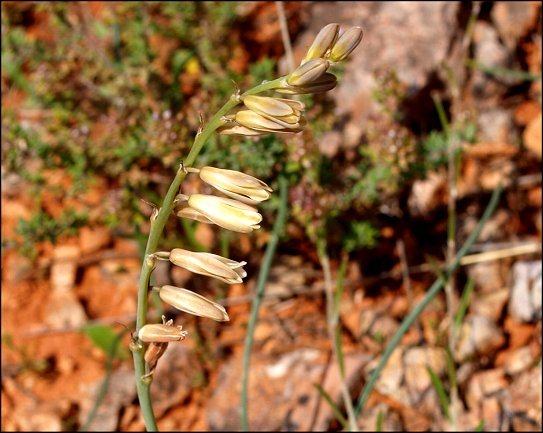Dipcadi serotinum 10