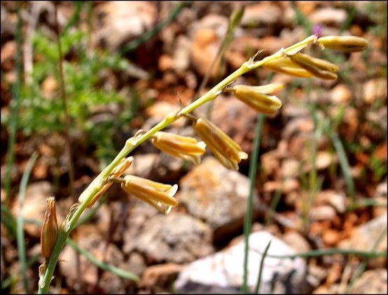 Dipcadi serotinum 11