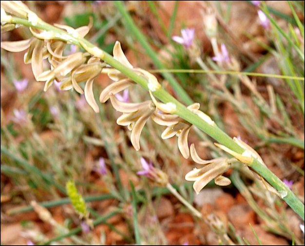 Dipcadi serotinum 12