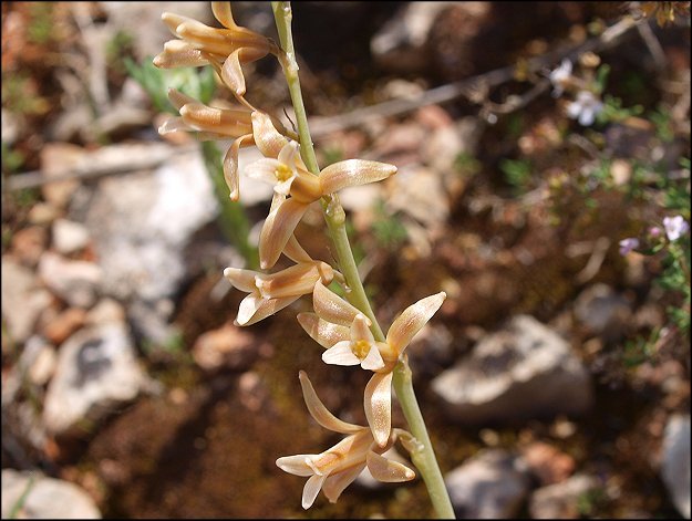 Dipcadi serotinum 13