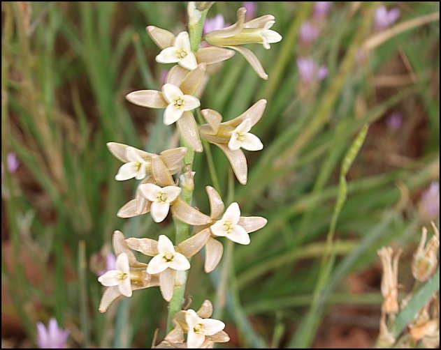 Dipcadi serotinum 14