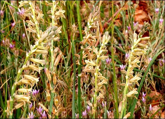 Dipcadi serotinum 15