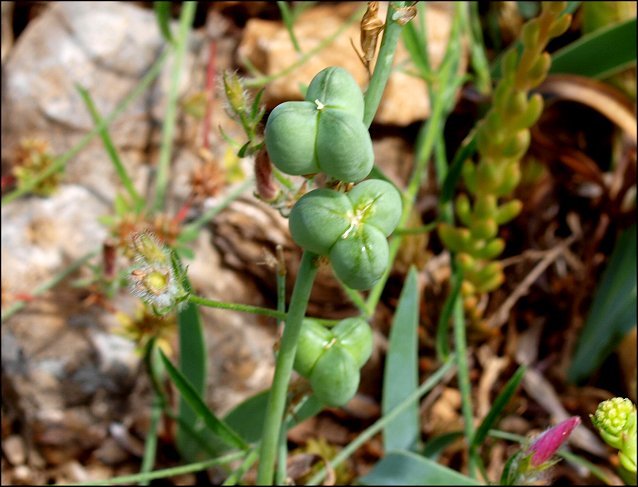 Dipcadi serotinum 16