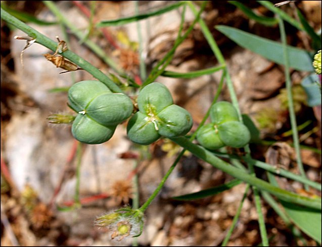 Dipcadi serotinum 17