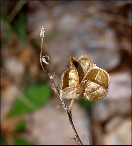 Dipcadi serotinum 18