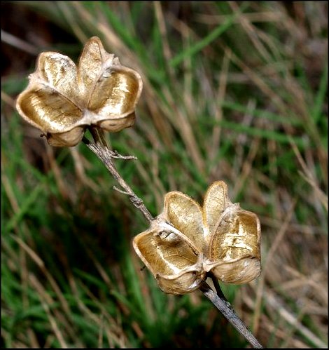 Dipcadi serotinum 19