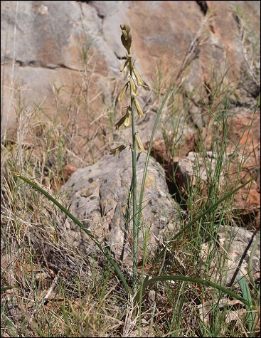 Dipcadi serotinum 2
