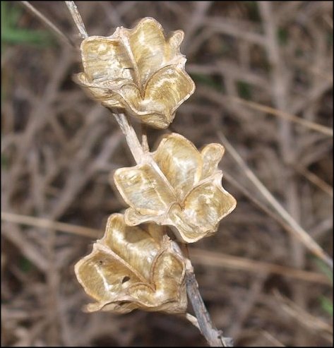 Dipcadi serotinum 20