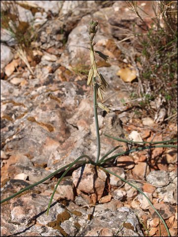 Dipcadi serotinum 3