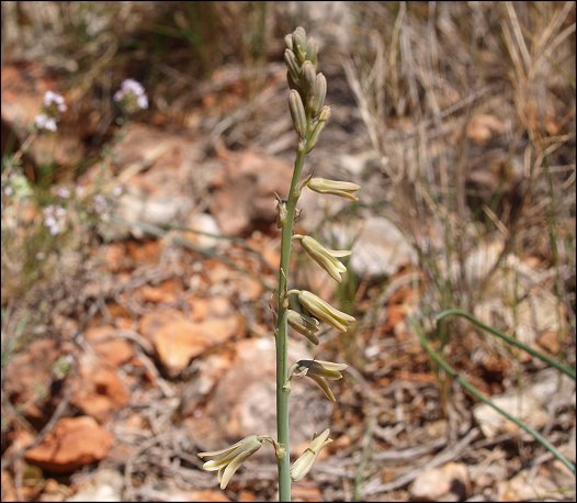 Dipcadi serotinum 4