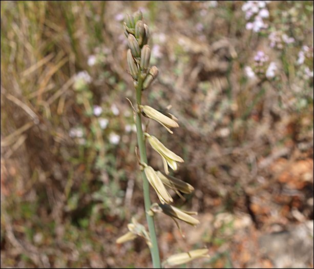 Dipcadi serotinum 5