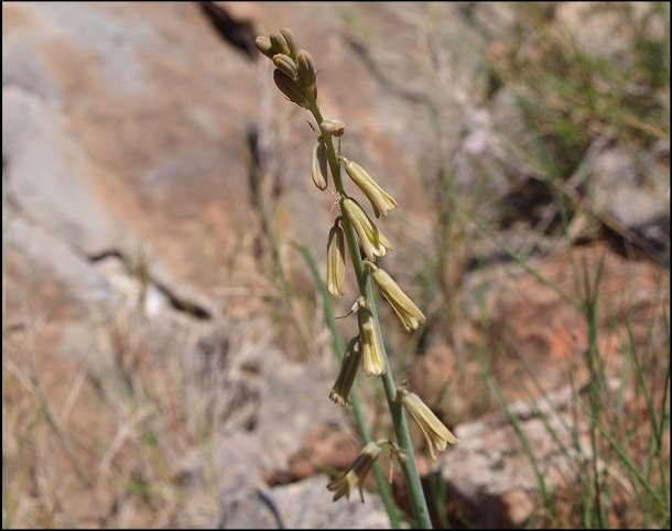 Dipcadi serotinum 6