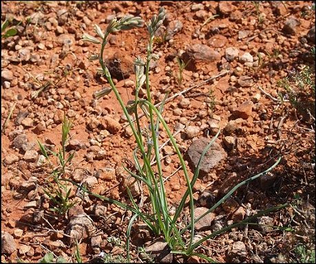 Dipcadi serotinum 8