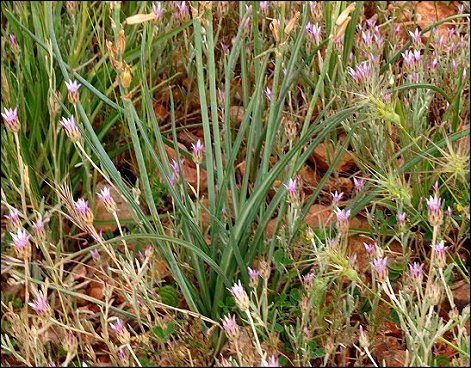 Dipcadi serotinum 9