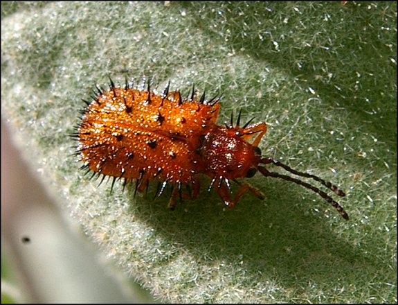 Discladispa testacea 3