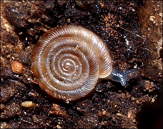 Discus rotundatus 4