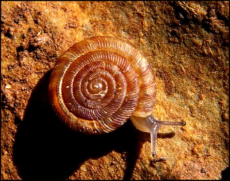 Discus rotundatus 5