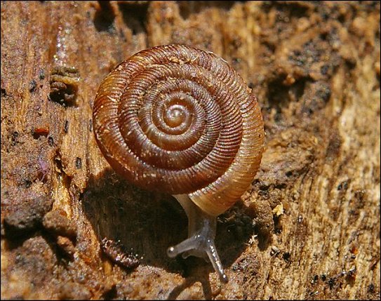 Discus rotundatus 6
