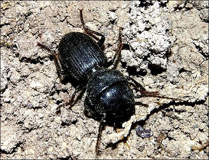 Ditomus capito 1