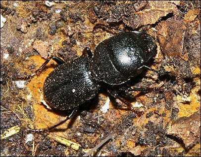 Ditomus capito 3