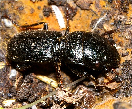 Ditomus capito 4