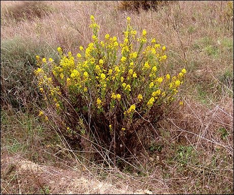 Dittrichia viscosa 1
