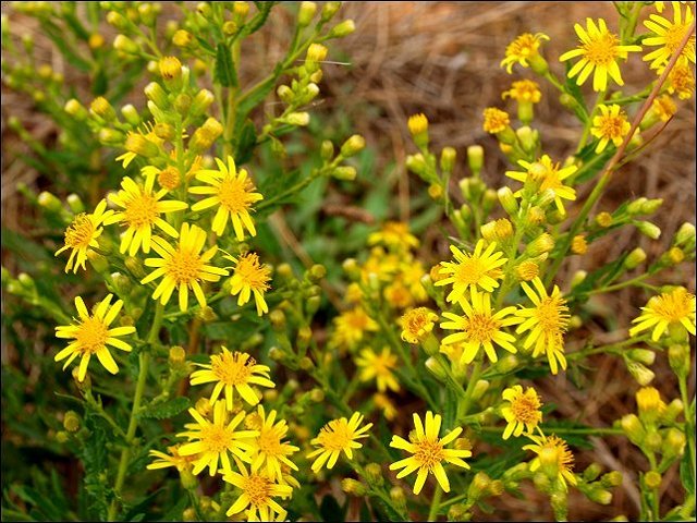 Dittrichia viscosa 10